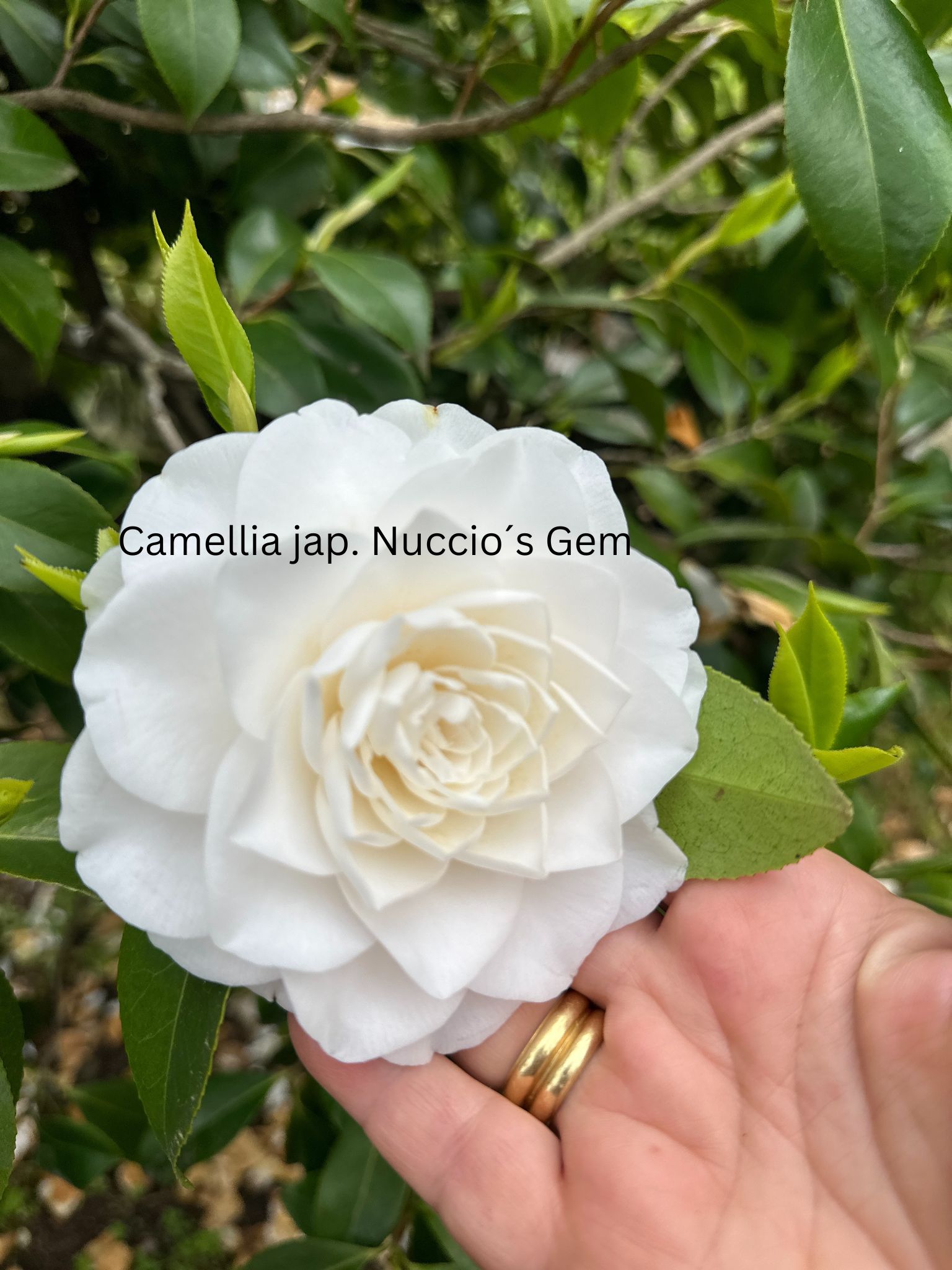 Camellia japonica weiß - Kamelie mit weißen Blüten